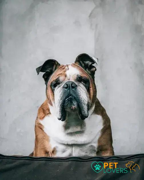 Bulldog Care and Maintenance