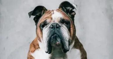 Bulldog: Discover the Unique Charm of This Beloved Breed