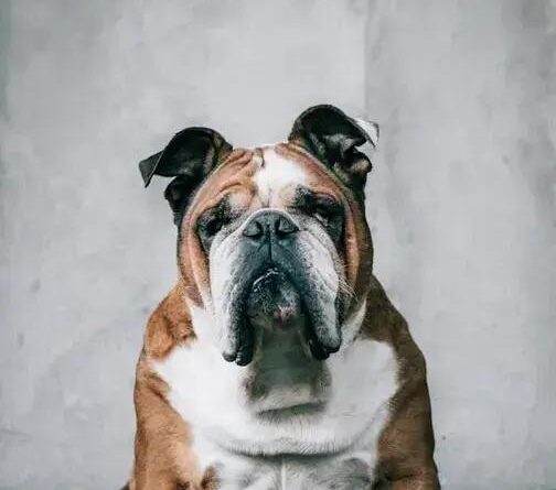 Bulldog: Discover the Unique Charm of This Beloved Breed