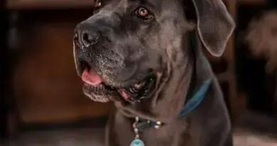 Cane Corso The Amazing: Discover This Incredible Breed Today