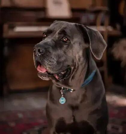 Cane Corso The Amazing: Discover This Incredible Breed Today