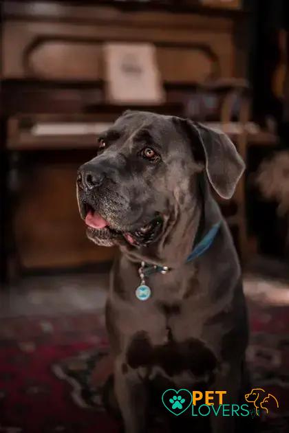 Cane Corso The Amazing: Discover This Incredible Breed Today