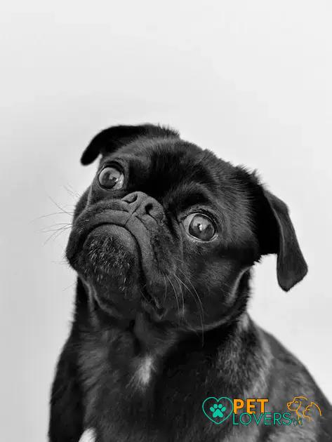 Common Health Issues in Pugs