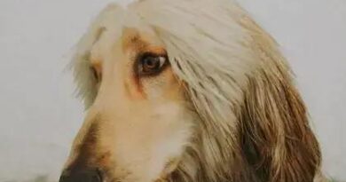 Curiosities About the Afghan Hound: Unveil Its Exotic Traits