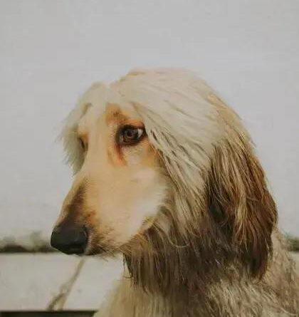 Curiosities About the Afghan Hound: Unveil Its Exotic Traits