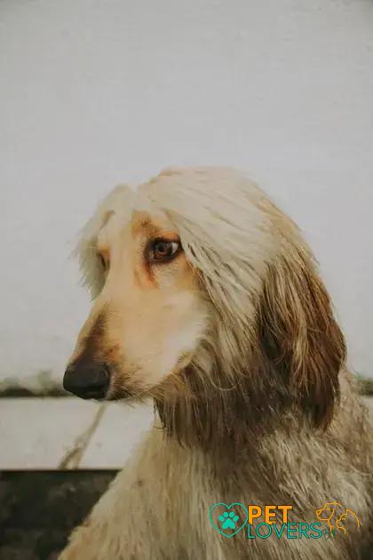 Curiosities About the Afghan Hound: Unveil Its Exotic Traits