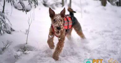 Curiosities About the Airedale Terrier: Discover Fun Facts Today