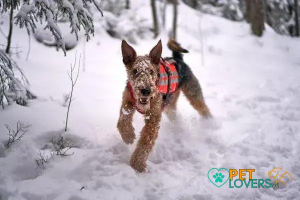 Curiosities About the Airedale Terrier: Discover Fun Facts Today