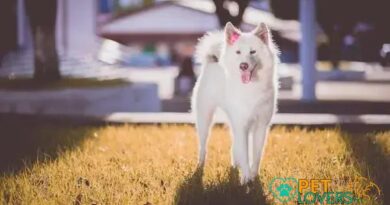 Curiosities About the Akita: Discover Amazing Facts About This Unique Breed