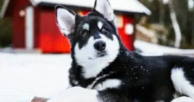 Curiosities about the Alaskan Malamute: Discover Fascinating Facts!