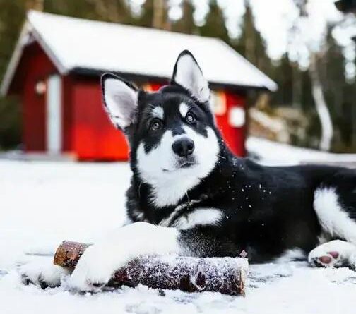 Curiosities about the Alaskan Malamute: Discover Fascinating Facts!