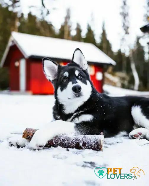 Curiosities about the Alaskan Malamute: Discover Fascinating Facts!