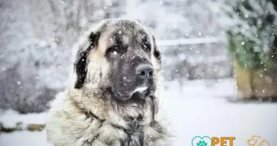 Curiosities About the Anatolian Shepherd: Unveiling the Mysteries