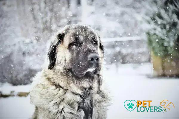 Curiosities About the Anatolian Shepherd: Unveiling the Mysteries