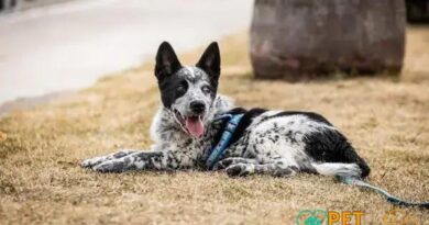 Curiosities About the Australian Cattle Dog: Fascinating Facts You Didn't Know