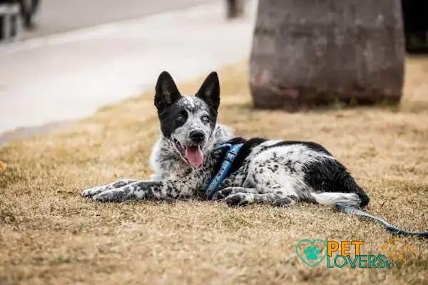 Curiosities About the Australian Cattle Dog: Fascinating Facts You Didn't Know