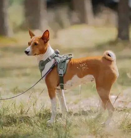 Curiosities about the Basenji: Discover Fascinating Facts