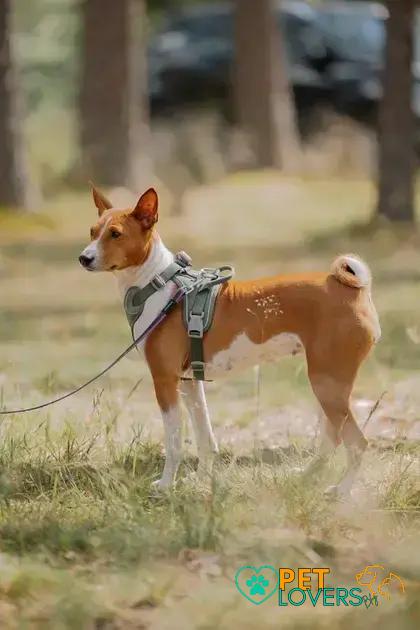 Curiosities about the Basenji: Discover Fascinating Facts