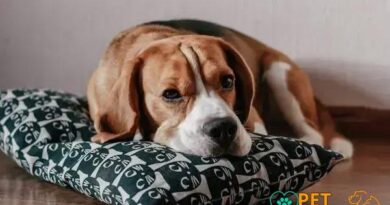 Curiosities About the Beagle: Discover Fascinating Facts Now!