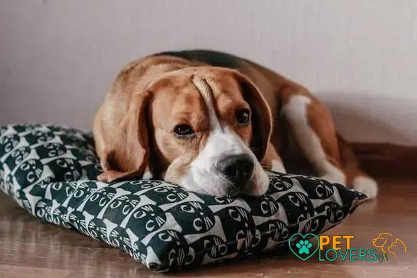 Curiosities About the Beagle: Discover Fascinating Facts Now!