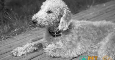 Curiosities About the Bedlington Terrier: Discover Their Unique Traits