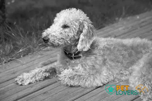 Curiosities About the Bedlington Terrier: Discover Their Unique Traits