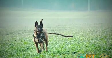 Curiosities About the Belgian Malinois: Discover Their Fascinating Traits