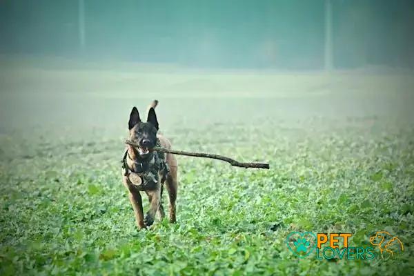 Curiosities About the Belgian Malinois: Discover Their Fascinating Traits