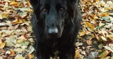 Curiosities About the Belgian Sheepdog: Fascinating Facts Revealed