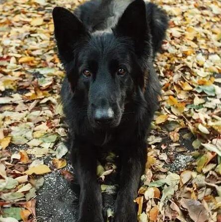 Curiosities About the Belgian Sheepdog: Fascinating Facts Revealed