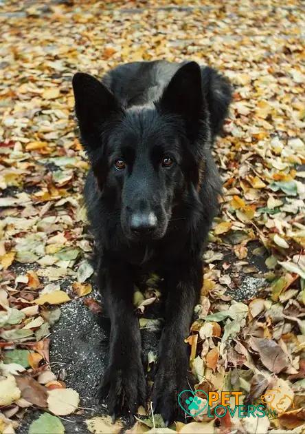 Curiosities About the Belgian Sheepdog: Fascinating Facts Revealed