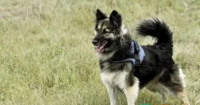 Curiosities about the Belgian Tervuren: Discover Fascinating Facts