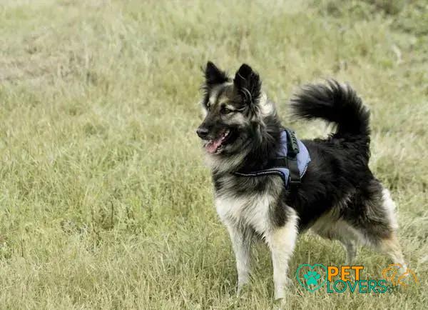 Curiosities about the Belgian Tervuren: Discover Fascinating Facts