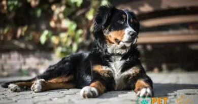 Curiosities about the Bernese Mountain Dog: Fascinating Facts Revealed