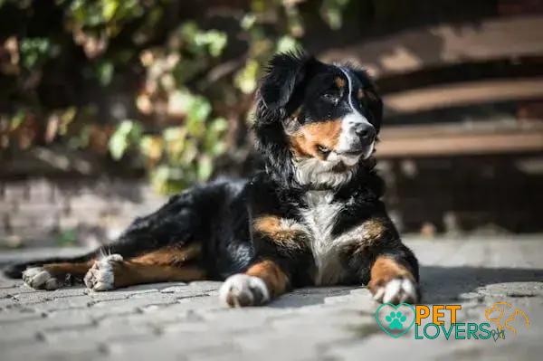 Curiosities about the Bernese Mountain Dog: Fascinating Facts Revealed