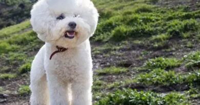 Curiosities about the Bichon Frisé: 7 Surprising Facts You Didn't Know