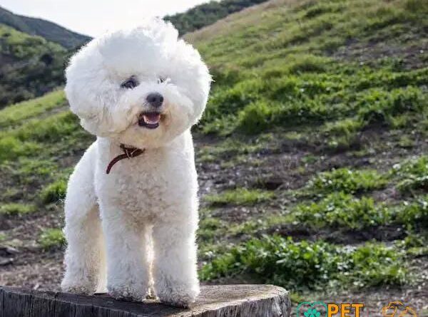 Curiosities about the Bichon Frisé: 7 Surprising Facts You Didn't Know