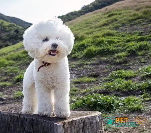 Curiosities about the Bichon Frisé: 7 Surprising Facts You Didn't Know