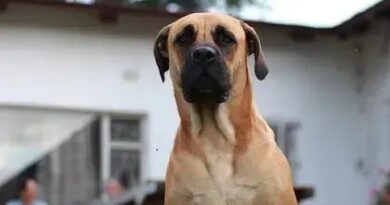 Curiosities About the Boerboel: Discover Fascinating Facts