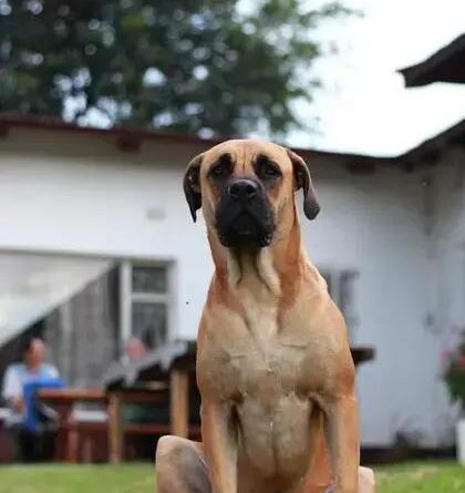 Curiosities About the Boerboel: Discover Fascinating Facts