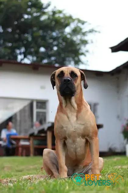 Curiosities About the Boerboel: Discover Fascinating Facts