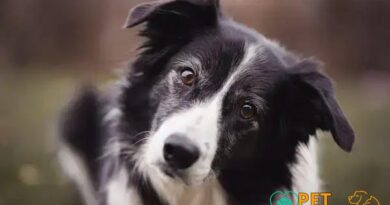 Curiosities About the Border Collie: Facts You Need to Know