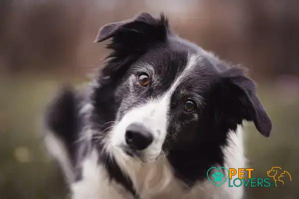 Curiosities About the Border Collie: Facts You Need to Know