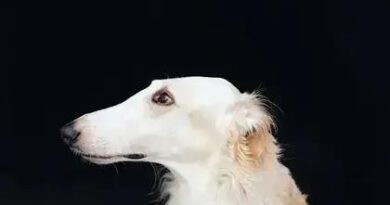 Curiosities about the Borzoi: Discover Fascinating Facts About This Breed