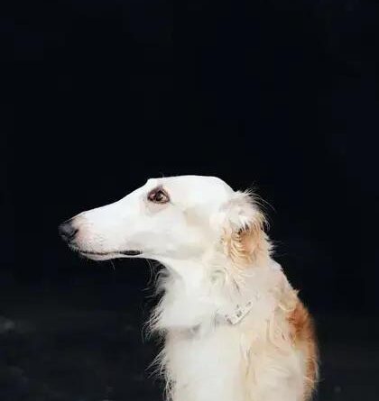 Curiosities about the Borzoi: Discover Fascinating Facts About This Breed