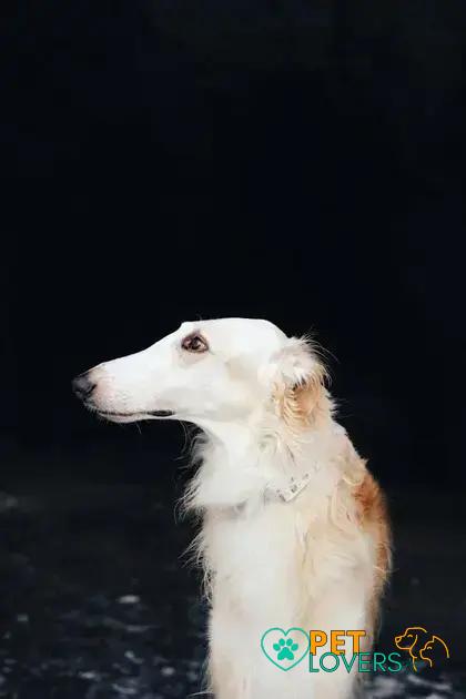 Curiosities about the Borzoi: Discover Fascinating Facts About This Breed