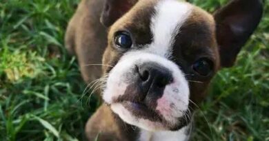 Curiosities About the Boston Terrier: Discover Their Unique Traits!