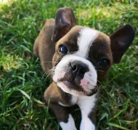 Curiosities About the Boston Terrier: Discover Their Unique Traits!