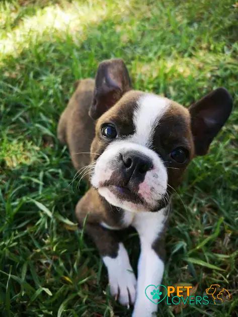 Curiosities About the Boston Terrier: Discover Their Unique Traits!