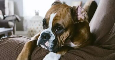 Curiosities about the Boxer: Unveil the Secrets of This Loyal Breed